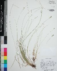 Carex texensis image