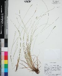 Carex texensis image