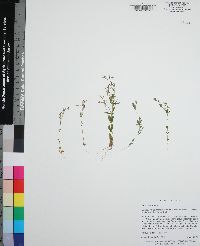 Centaurium pulchellum image