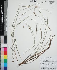 Carex crebriflora image