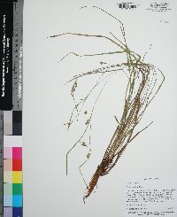 Carex godfreyi image