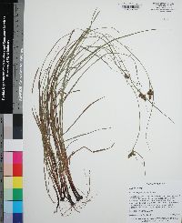 Carex complanata image