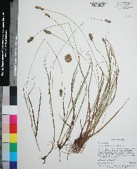 Carex fissa image