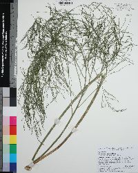 Asparagus virgatus image