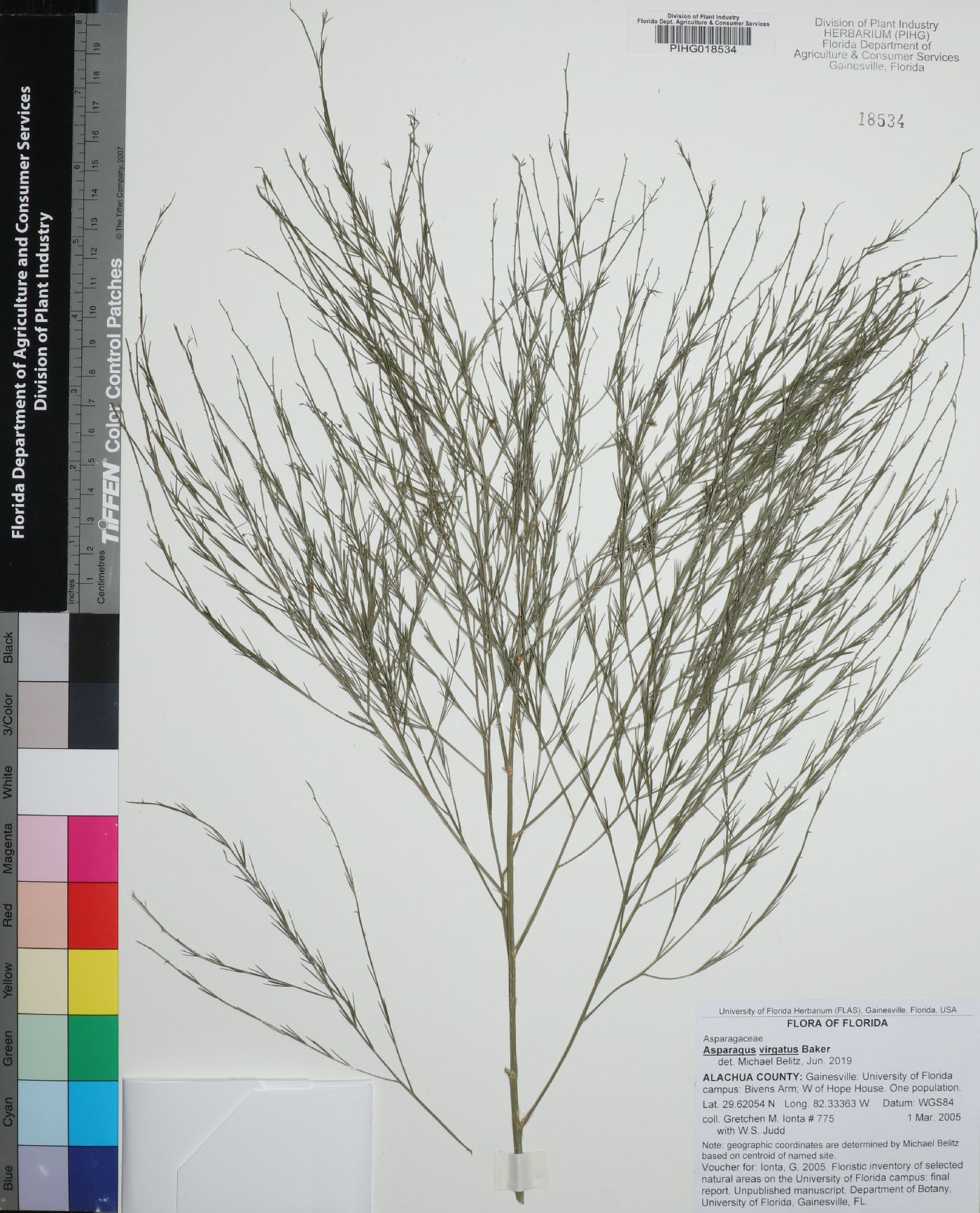 Asparagus virgatus image