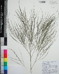 Asparagus virgatus image