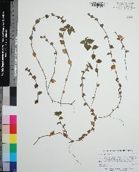 Callisia repens image