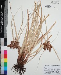 Cyperus ligularis image