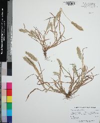 Polypogon monspeliensis image