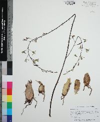 Eulophia graminea image