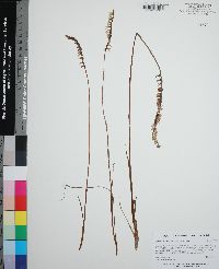 Spiranthes vernalis image