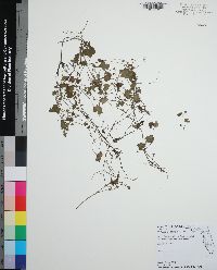 Hydrocotyle sibthorpioides image