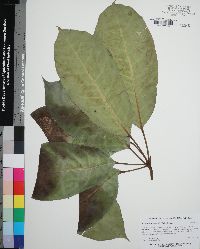 Schefflera actinophylla image