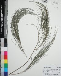 Casuarina cunninghamiana image