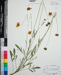 Coreopsis lanceolata image