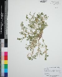 Lepidium didymum image