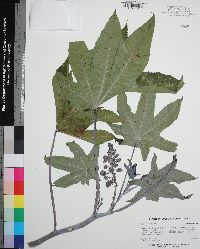 Ricinus communis image