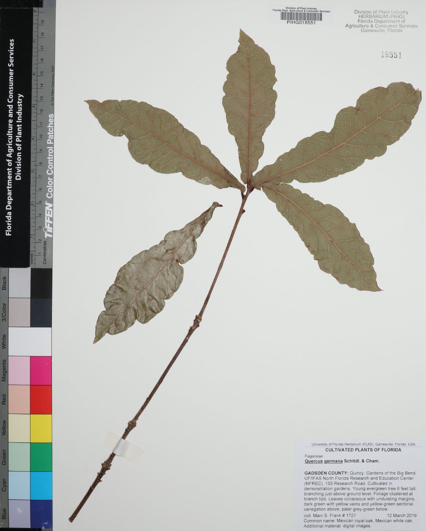 Quercus germana image