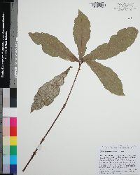 Quercus germana image