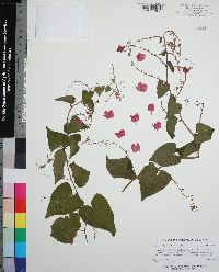 Antigonon leptopus image