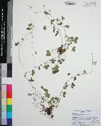 Potentilla indica image