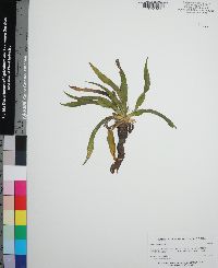 Yucca filamentosa image