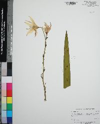 Yucca filamentosa image