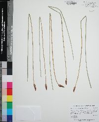 Eleocharis montana image