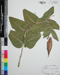 Asclepias humistrata image