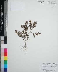 Acanthospermum hispidum image