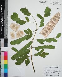 Albizia lebbeck image