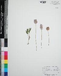 Mimosa strigillosa image