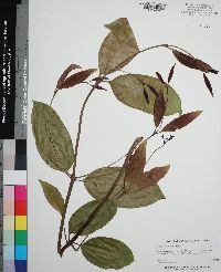 Syzygium cumini image