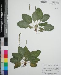 Plantago major image