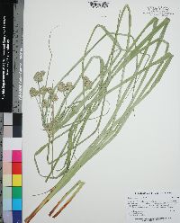 Cyperus entrerianus image