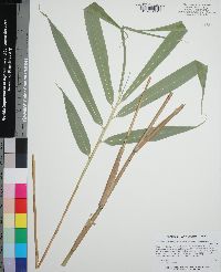 Pseudosasa japonica image