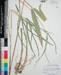 Pseudosasa japonica image