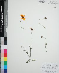 Coreopsis basalis image