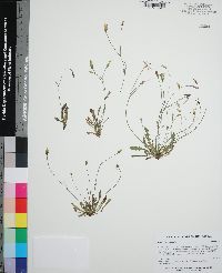 Hypochaeris glabra image