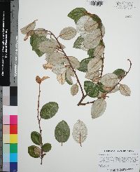 Elaeagnus pungens image