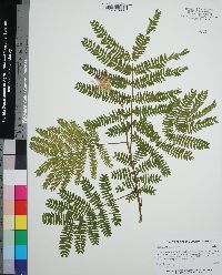 Albizia julibrissin image