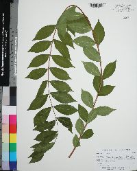 Lagerstroemia indica image