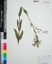 Penstemon multiflorus image