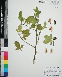 Poncirus trifoliata image