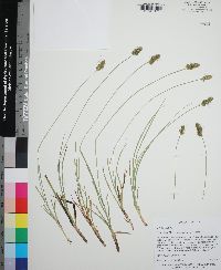 Carex fissa image