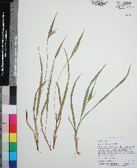 Carex kraliana image