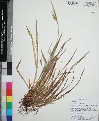 Carex kraliana image