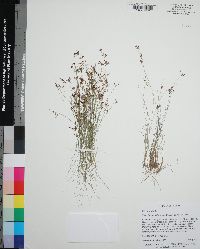 Rhynchospora divergens image