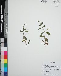 Gratiola virginiana image