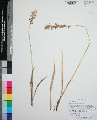 Spiranthes sylvatica image